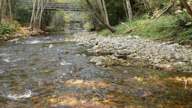 森林林または果樹園カリフォルニアウッズクリークストリーム波状水の中の川