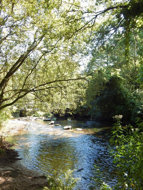 River in forest