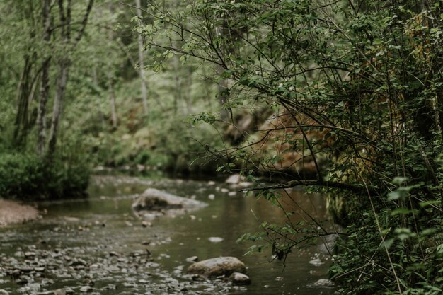 Photo river in the forest