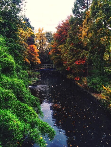 River in forest