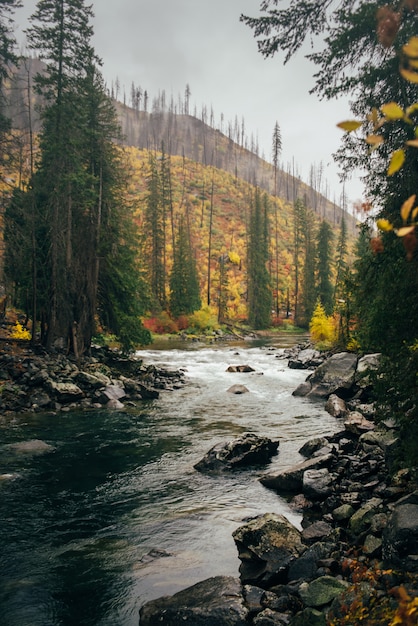 River in the forest