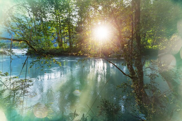 River in the forest