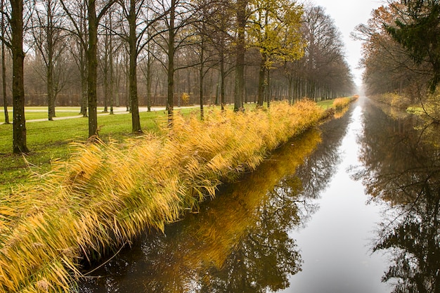 river in the forest