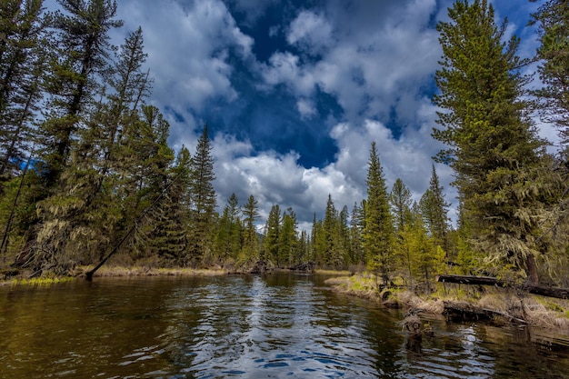 Fiume nella foresta