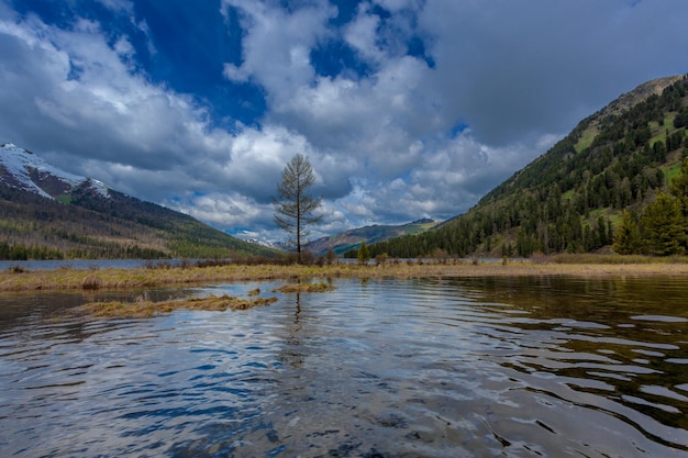 Fiume nella foresta