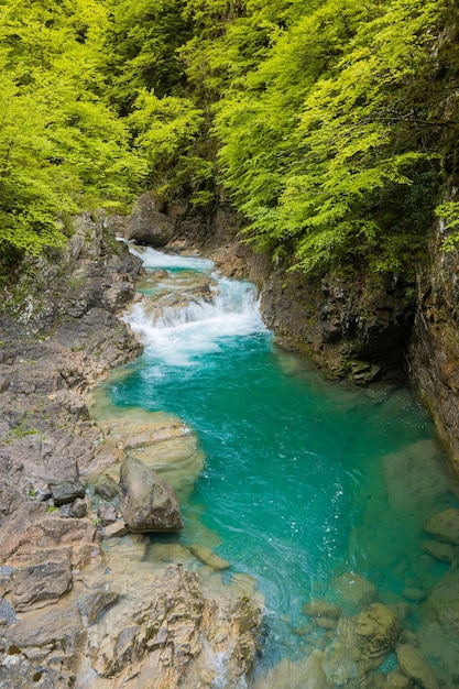 River in forest