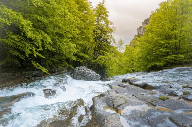 River in forest