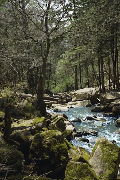 river in the forest