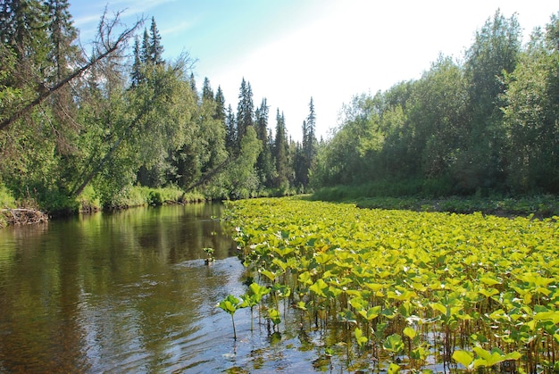 River in the forests of the Komi Republic