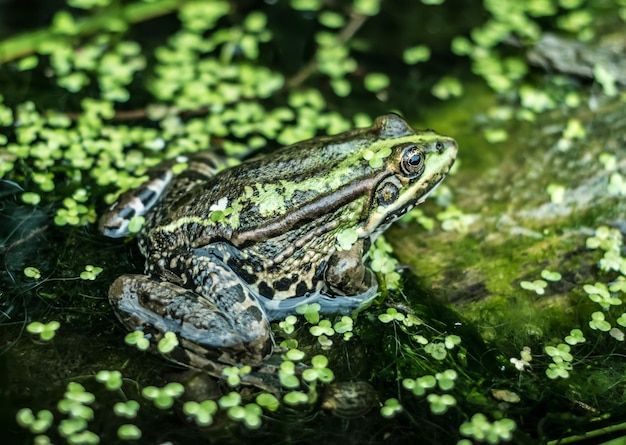 강 개구리는 <unk>으로 뒤 ⁇ 인  ⁇ 은 익사한 나무 줄기에 앉아 있습니다.