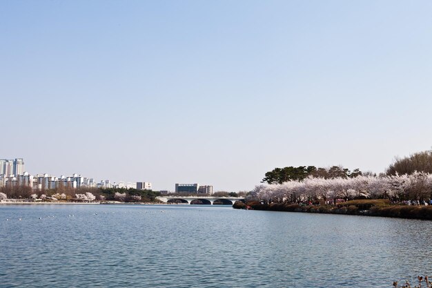 Photo the river in front of the cherry blossoms