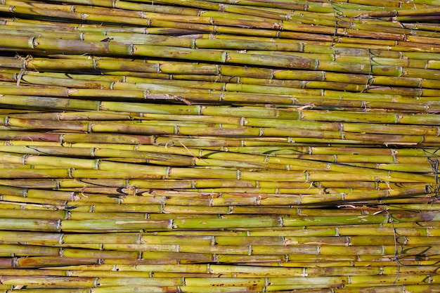 River green cane harvest texture pattern background