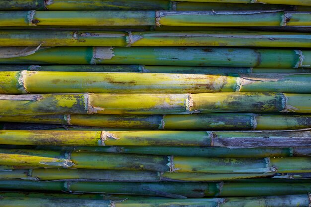 Fondo del modello di struttura del raccolto della canna di verde di fiume