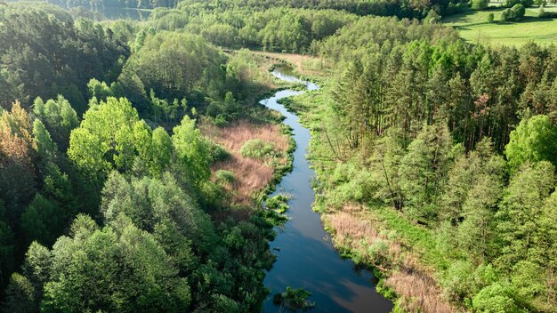 River and green forest at sunrise in spring