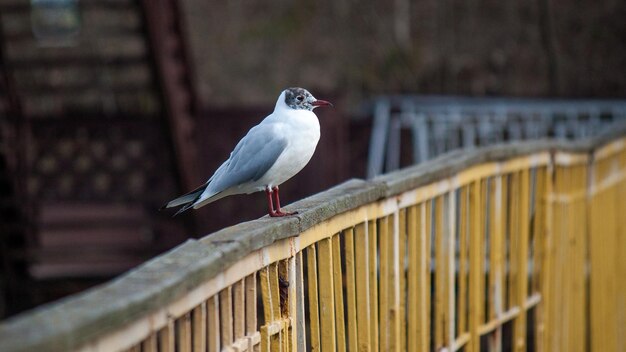 a river gull sits on the bridge railing