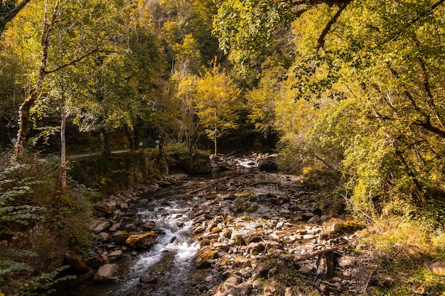 Irati의 숲이나 정글에서 Passerelle de Holtzarte로 향하는 강, 스페인의 Navarra 북부 및 프랑스의 Pyrenees-Atlantiques