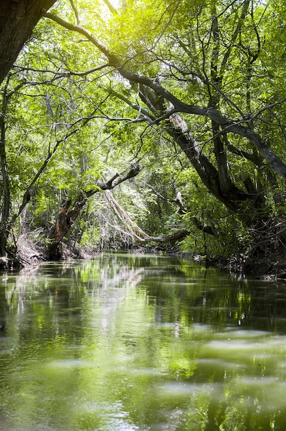 A river hidden in the forest, a river under trees in the forest, a beautiful river in the forest