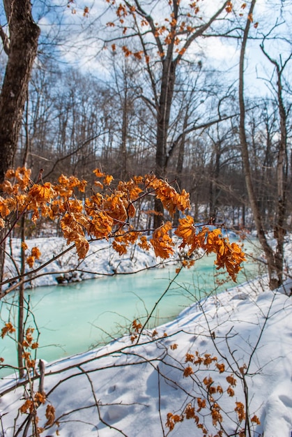 Photo the river is melting spring in the forest