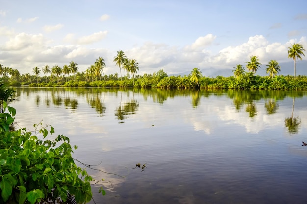 A river in the jungle of sri lanka