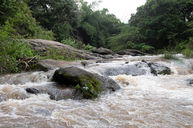 A river in the jungle with a river in the foreground