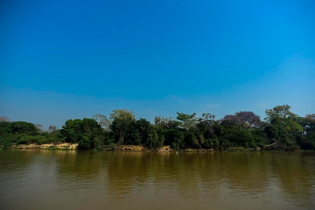 River landscape and junglepantanal brazil