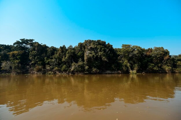 River landscape and junglePantanal Brazil