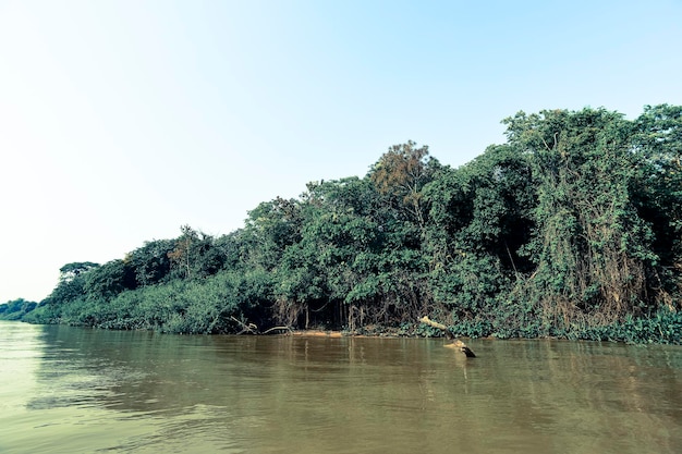 River landscape and junglePantanal Brazil