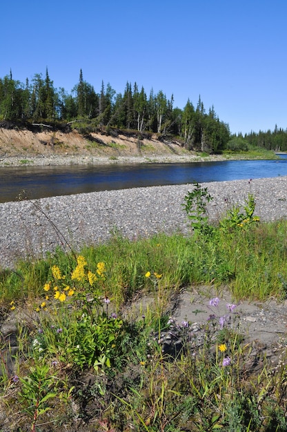 River landscape taiga pebbles and sun