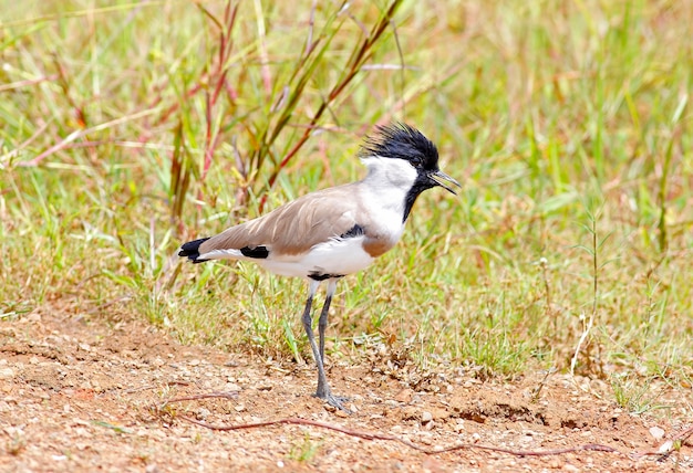 강 Lapwing Vanellus duvaucelii 태국의 아름다운 새들