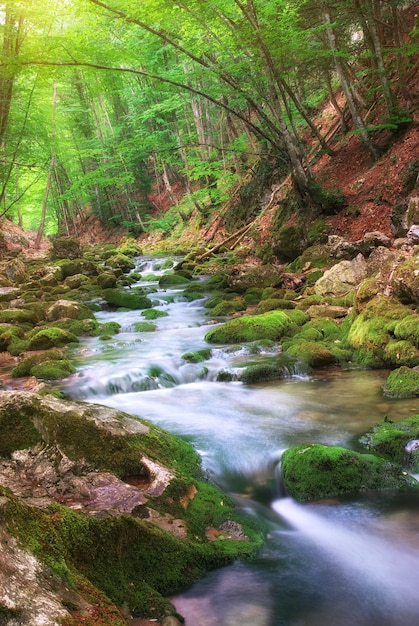 山の森の川。