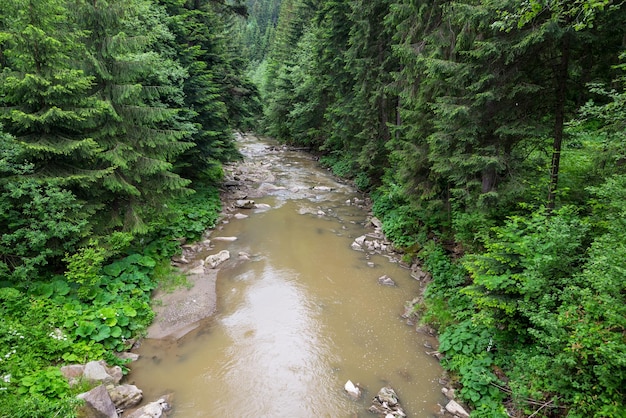 Fiume in montagna fiume nel mezzo della foresta fiume fangoso dopo forti piogge nei carpazi ucraini