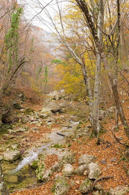 Fiume in montagna