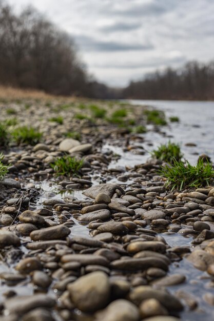 Photo the river mura with a forest and some stones