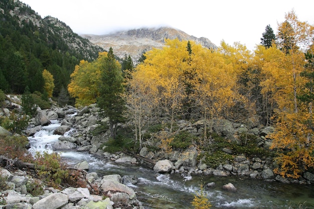 River in a natural park