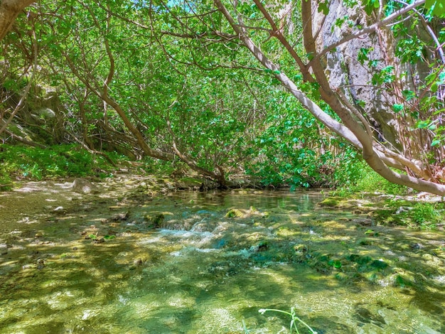 River in nature