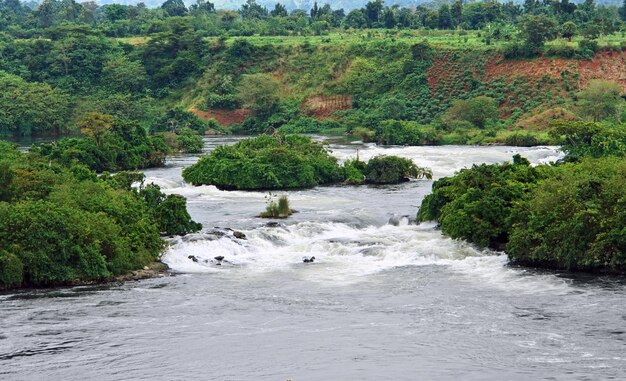 River Nile scenery near Jinja