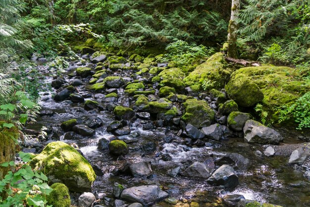 River in Olympic National Forest Washington State USA