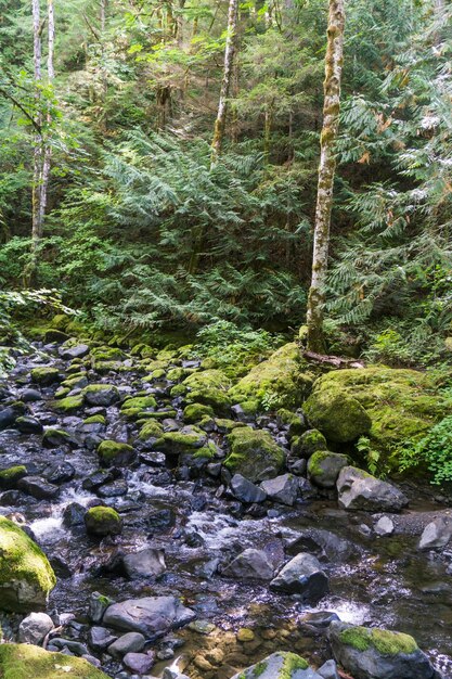 River in Olympic National Forest Washington State USA