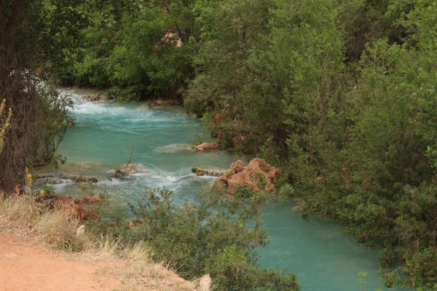 Foto parte del fiume delle cascate havasu