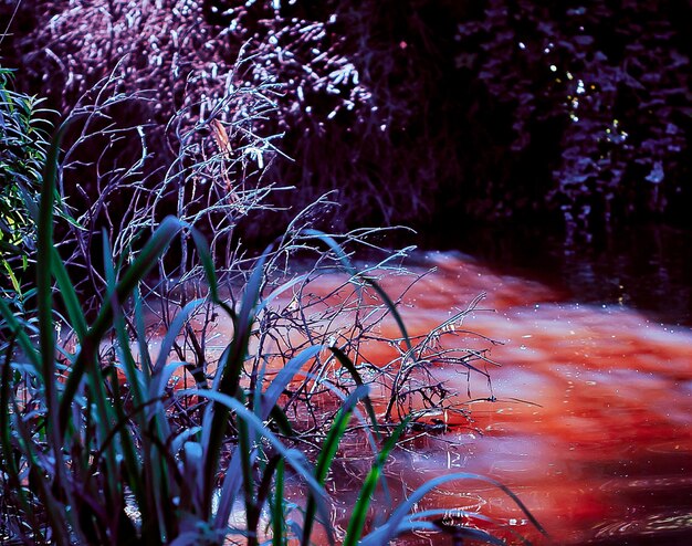 Photo river passing through forest