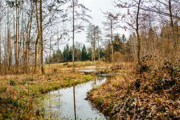 River passing through forest