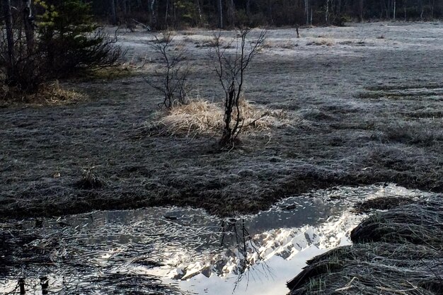 Photo river passing through forest