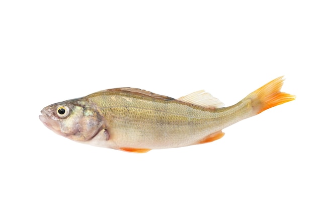 River perch fish isolated on white background