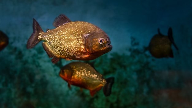 River piranhas swimming threateningly in a dark river.