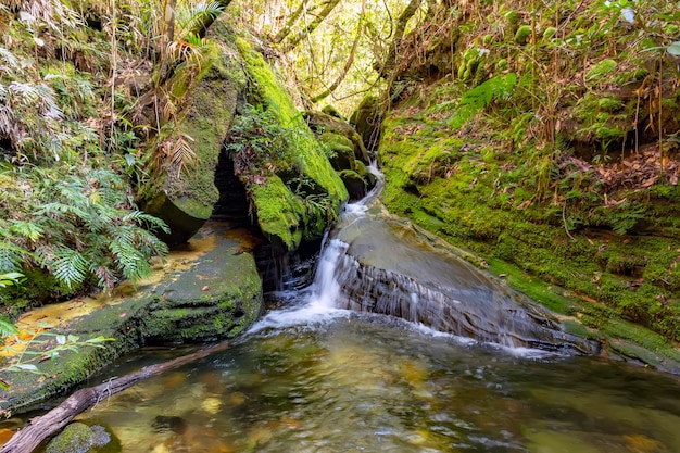 River running in rainforest vegetation in Carrancas Minas Gerais Brazil with mosscovered rocks