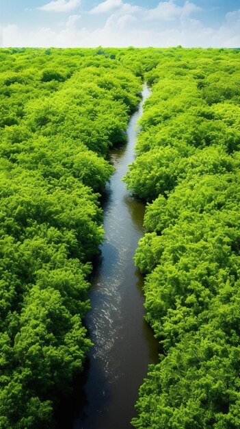 a river runs through a forest in the jungle