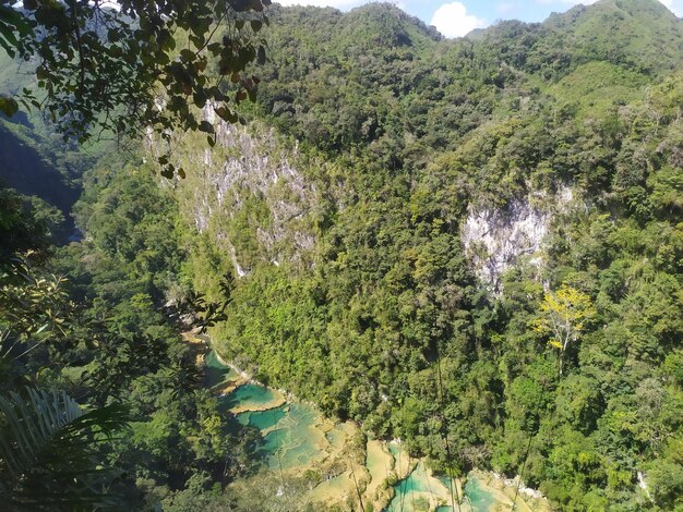 Photo a river runs through a forest with a green pool