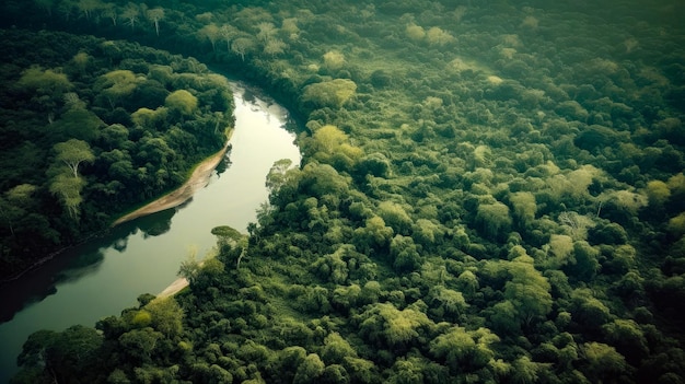 A river runs through the jungle