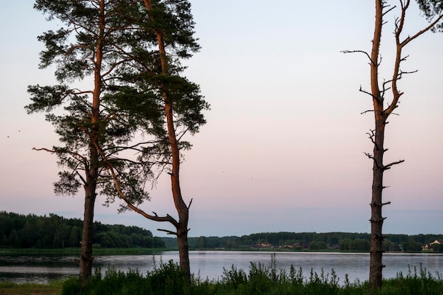 River scenery with pine trees at sunset