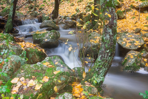 川、絹の効果、落ち葉。